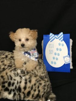 A small dog sitting on top of a blanket.