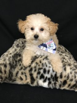 A small dog sitting on top of a leopard print pillow.