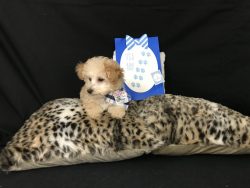 A small dog sitting on top of a leopard print pillow.