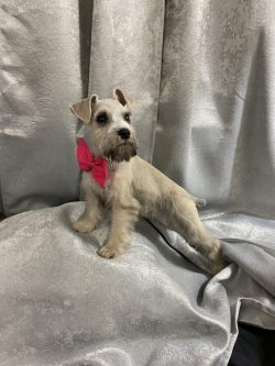 A small dog with a pink bow tie on.