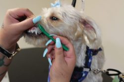 A person is holding a toothbrush in their mouth.