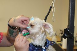 A dog getting his teeth brushed by a person.