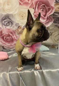 A brown and white dog wearing a pink bow.