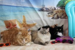 Three cats sitting on a blanket near a beach.