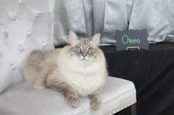 A cat sitting on top of a white chair.