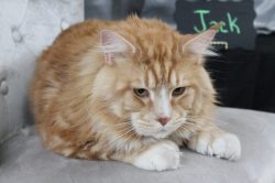 A cat is laying on the floor looking at something.