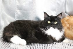 A black and white cat is laying on the floor