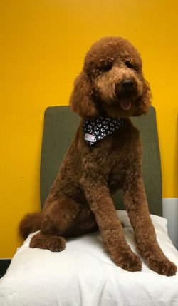 A brown dog sitting on top of a chair.