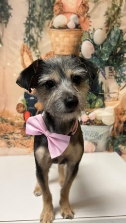 A dog with a pink bow tie on its neck.