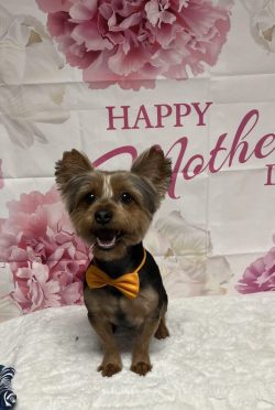 A dog sitting in front of a happy mother 's day sign.