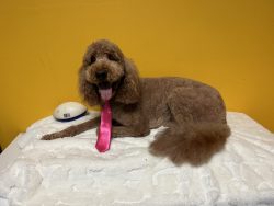 A brown dog with a pink tie sitting on top of a bed.
