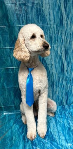 A white dog with a blue tie on its neck.
