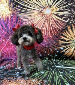 A dog is standing in front of fireworks.