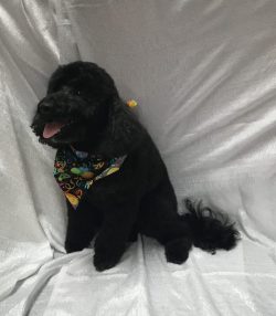 A black dog sitting on top of a white blanket.