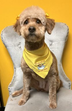 A dog sitting on top of a chair wearing a yellow bandana.