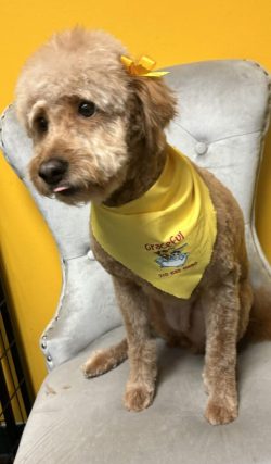 A dog sitting on top of a chair wearing a yellow bandana.