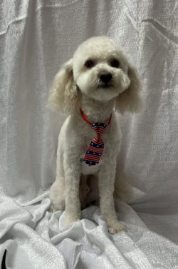 A white dog sitting on top of a blanket.