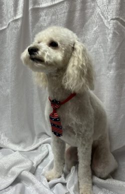 A white dog with a red and black tie on it's neck.