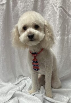 A white dog with a red collar and blue and white tie.
