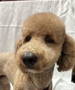 A close up of a dog 's face with the eyes open
