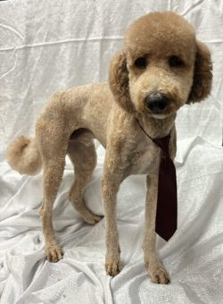A dog with a tie on it's neck.