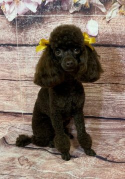 A black poodle with yellow bow sitting on the floor