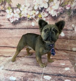 A brown dog standing on top of a wooden floor.
