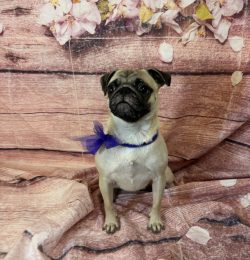 A pug dog sitting on top of a wooden floor.