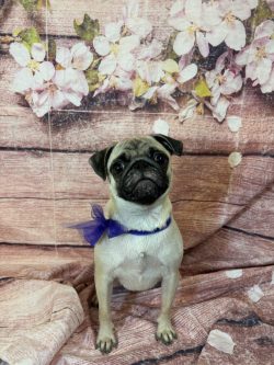 A pug dog with a bow in its neck.